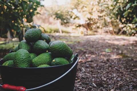 p106(90)pic 2 MX Mexican Hass avocados harvested in bucket