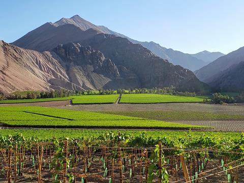 Chilean grapes Frutera Santa Maria