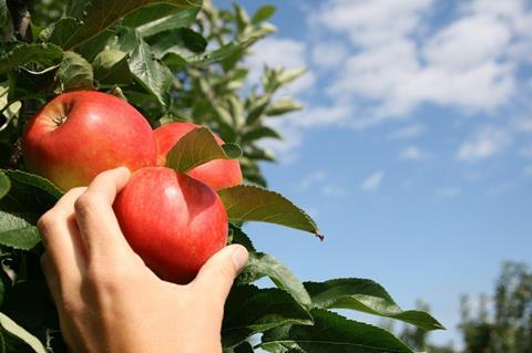 Kernobst: Niederlande starten Promotion-Kampagne für Elstar-Äpfel
