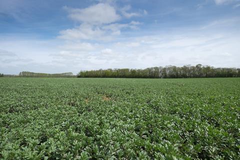 The DL helps pea and bean growers make an informed choice on varieties