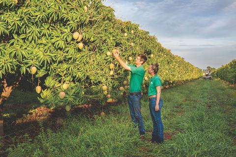 p45 Honey Gold mangoes at Darwin_hr