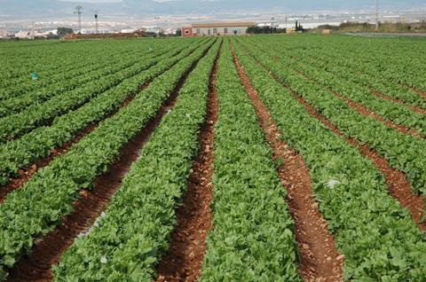 Reduziertes Gemüseangebot in der EU – Spanien zuverlässiger Lieferant
