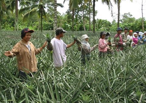 Philippine pineapple pickers