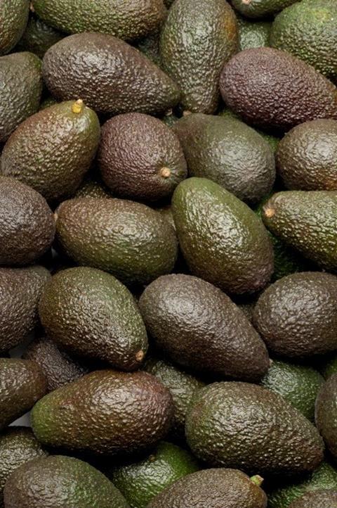 San Miguel exportiert erstmals Hass-Avocados