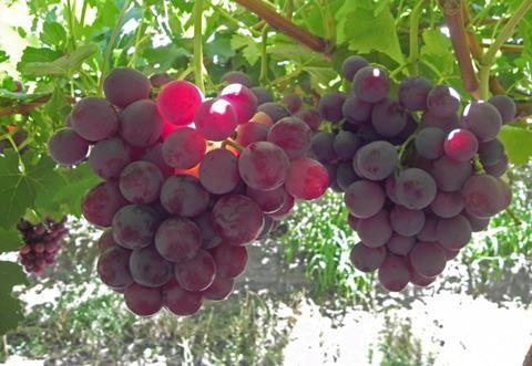 Namibia Sweet Celebration grapes