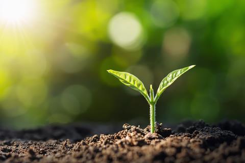 Sun shining on seed growing Adobe Stock