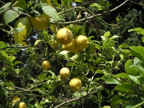 Zitronen am Baum