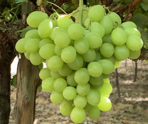 Egyptian grapes