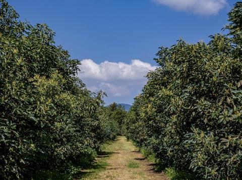 Michoacan avocado farm Adobe Stock
