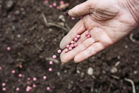 Pea seeds being planted by hand