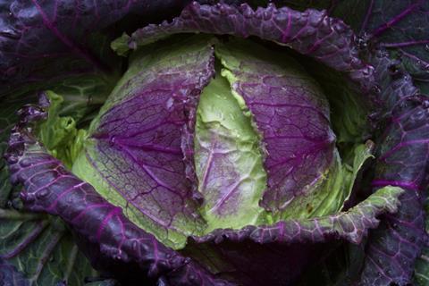 January King cabbage