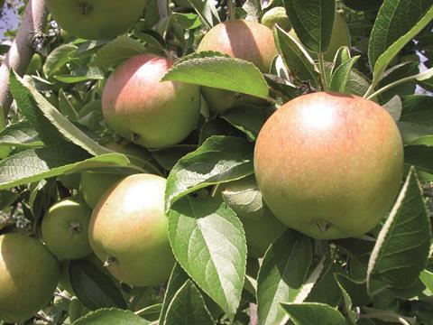Braeburn