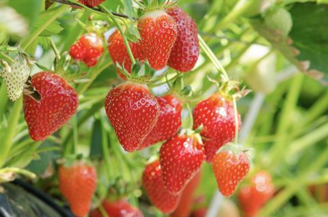 Strawberries CropLife Europe