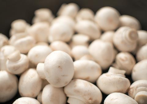 131012 - Champignons -angeAdobeStock