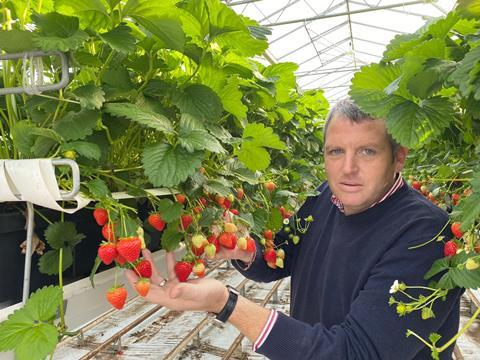 Global Berry director John Downes says Soraya is letting his business compete at a price point similar to imported strawberries