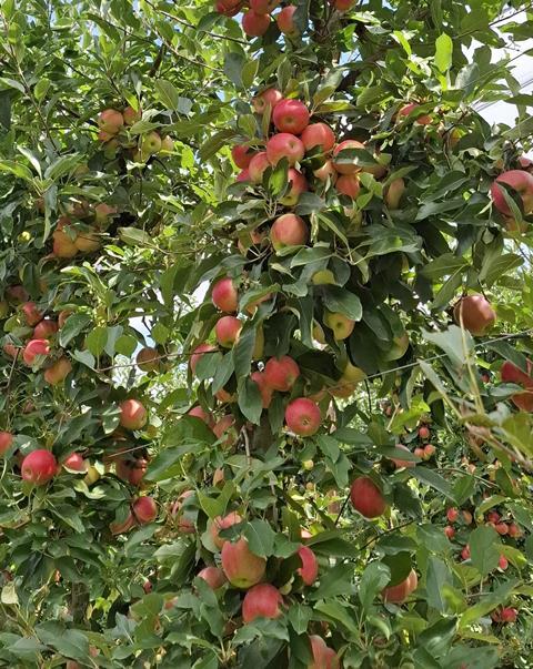Serbian apples