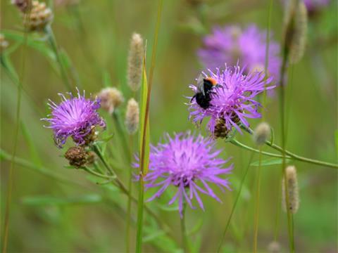 steinhummel - Lisa Prudnikow