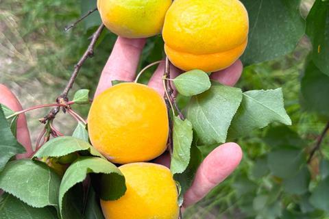 Kolla Italia apricots