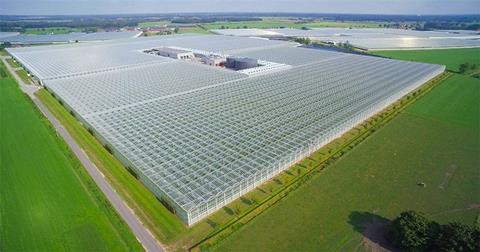 Belgien: Tomatenanbieter Den Berk Délice weitet Produktion aus