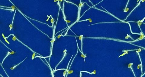 e537d3c2-9cf3-4f2f-8fc5-f01c086c3789_Leonie Bentsing Seed Microbiome_812a5237_750x400
