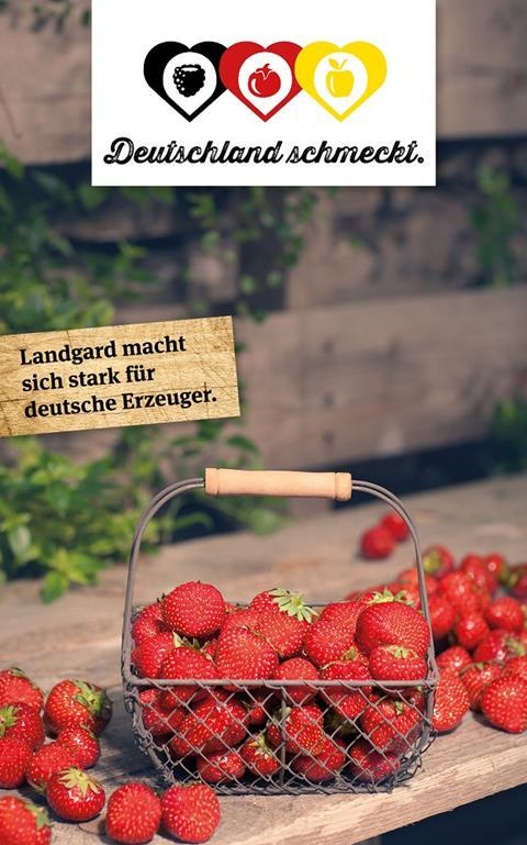 Landgard: Freilandsaison für Erdbeeren mit erster Tunnelware bereits im April gestartet