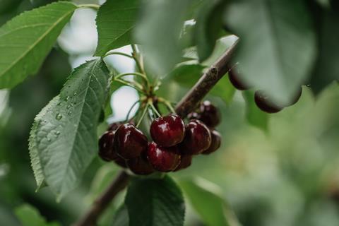 Cherries Cherry Growers Australia Agriculture Victoria traceability