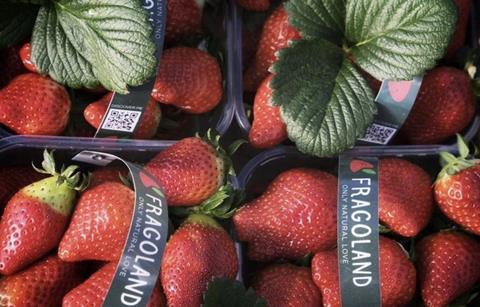 Albanian strawberries