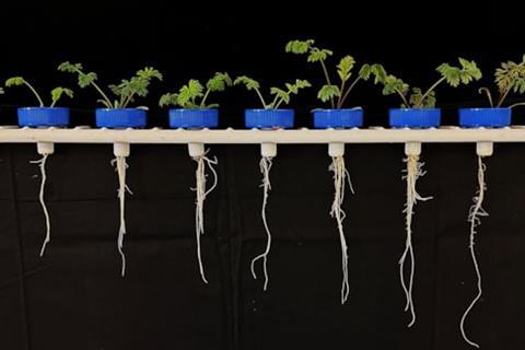 Some brassicas may be able to grow deeper root systems to increase water uptake