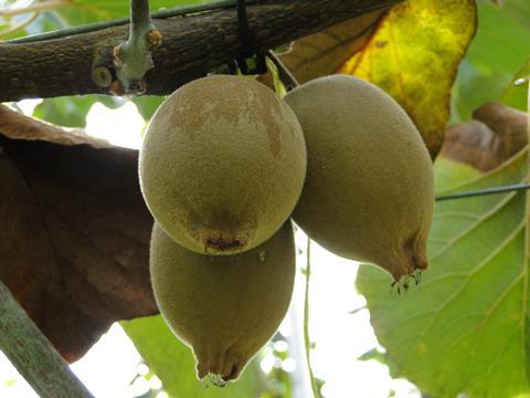 Neuseeland Kiwi Gold - Puketiro (10)
