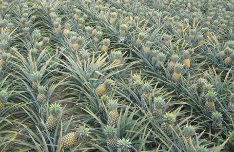 Costa Rica pineapples