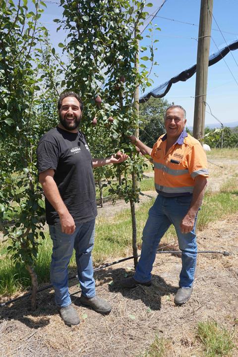 Father and son QTee growers Joseph and Tony Ceravolo at Sandstone Orchards