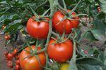 Tomaten_Marokko_02.jpg