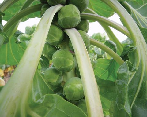Brussels sprouts protected by proactive Brassica Alert fungicide strategy