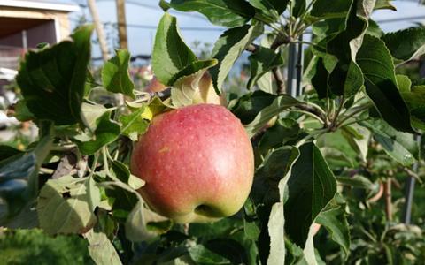 schweizerorange_baum_fructus-scaled