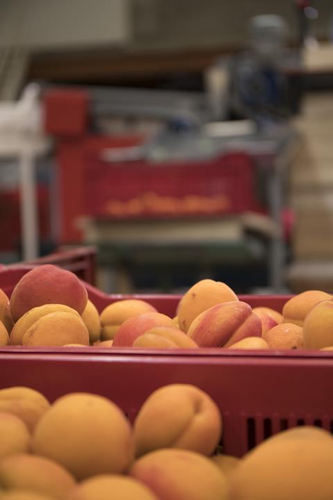 Aprikosen in Frankreich in der Packstation