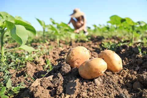 Potato production is under pressure
