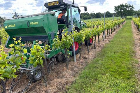 Drilling chamomile at Gusbourne Estate