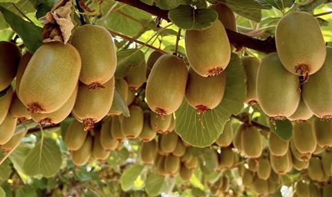 golden kiwi plant