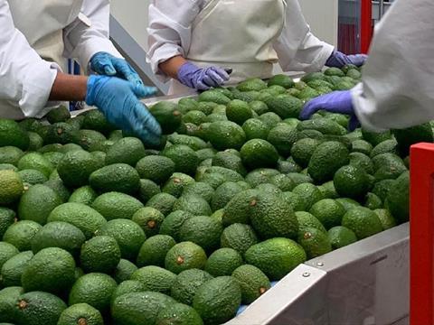 Colombian Avocado Board
