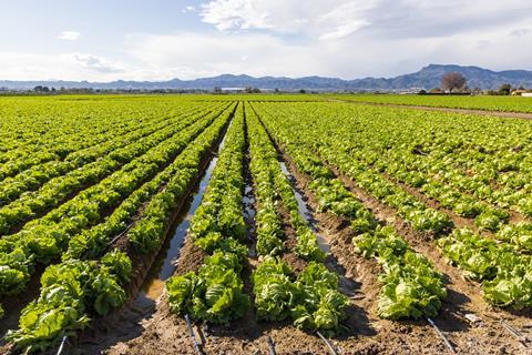 Iceberg lettuce Murcia Spain