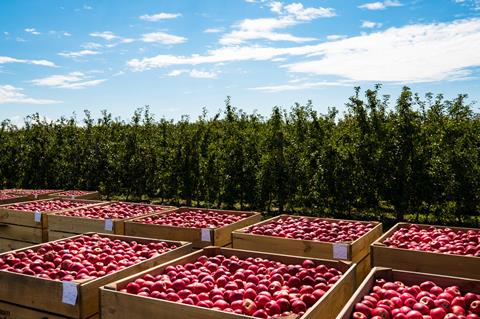 Consolidated Fruits - Apples 1
