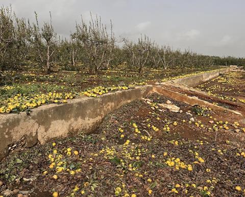 Spanish kaki storm losses