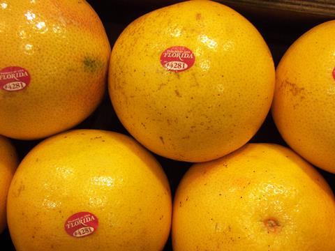 Florida_Grapefruit_Citrus__1__06.JPG