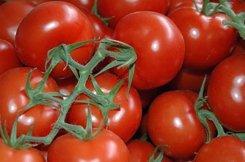 Neurather_Gärtner_Landgard_RWE_Erste_Tomatenernte_Oktober_2011_nb__203_.JPG