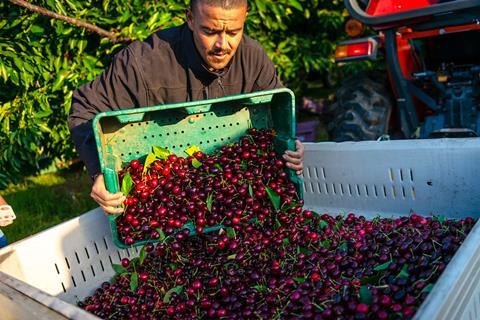 The American Dream campaign is set to drive sales for the upcoming Northwest cherry season