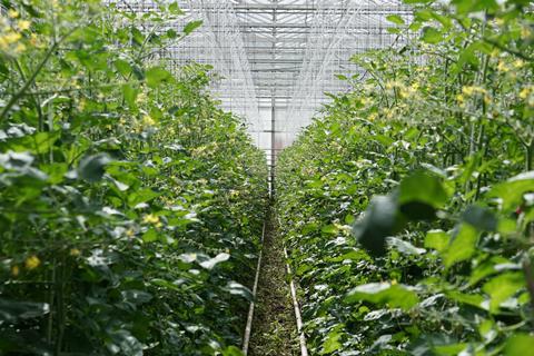 Tomaten