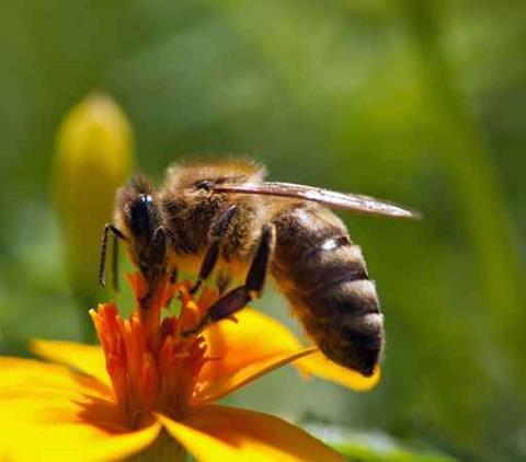 Biene auf Blüte