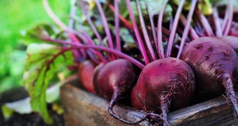 Imported beetroot from England could boost sales and benefit both UK and US growers