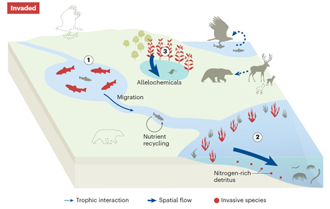 Auswirkungen invasiver Arten überschreiten die Grenzen von Ökosystemen