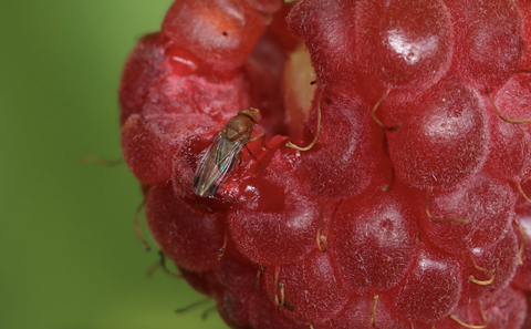 Spotted Wing Drosophila on raspberry Adobe Stock